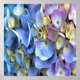 Poster Flores de Hydrangea Azul e Rosa
