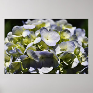 Póster Flores de Hydrangeas Azuis