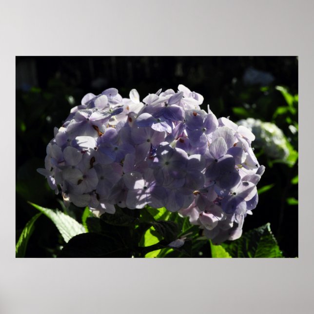 Poster Flores de Hydrangeas Roxas (Frente)