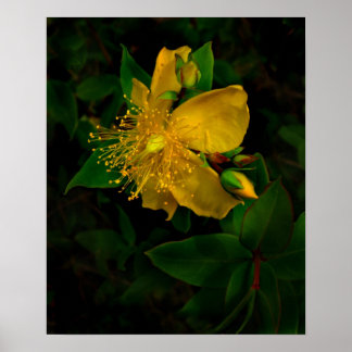 Poster Flores de Hypernium da Mente