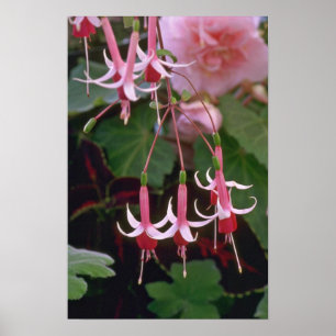 Póster Flores de inclinação