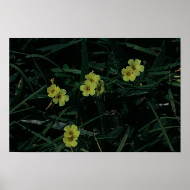 Poster Flores de Indígenas Amarelo Verde da África do Sul (Frente)