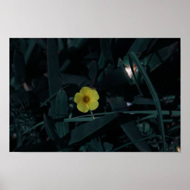 Poster Flores de Indígenas Amarelo Verde da África do Sul (Frente)