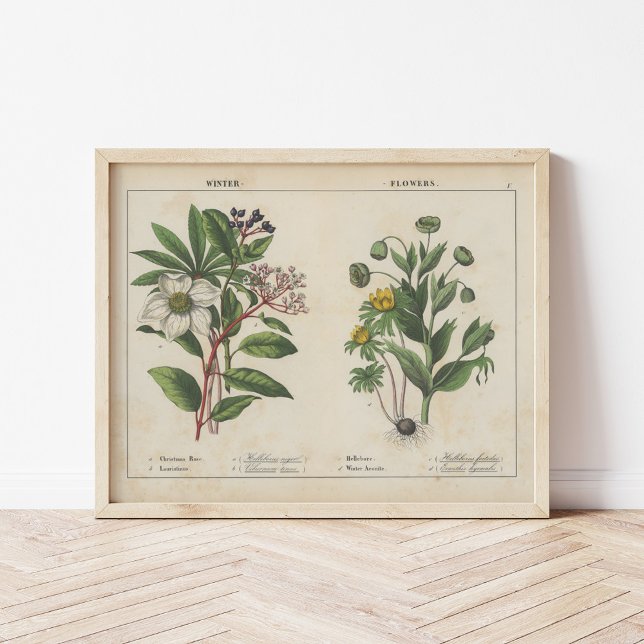 Poster Flores de inverno | Charlotte Mary Yonge (Criador carregado)