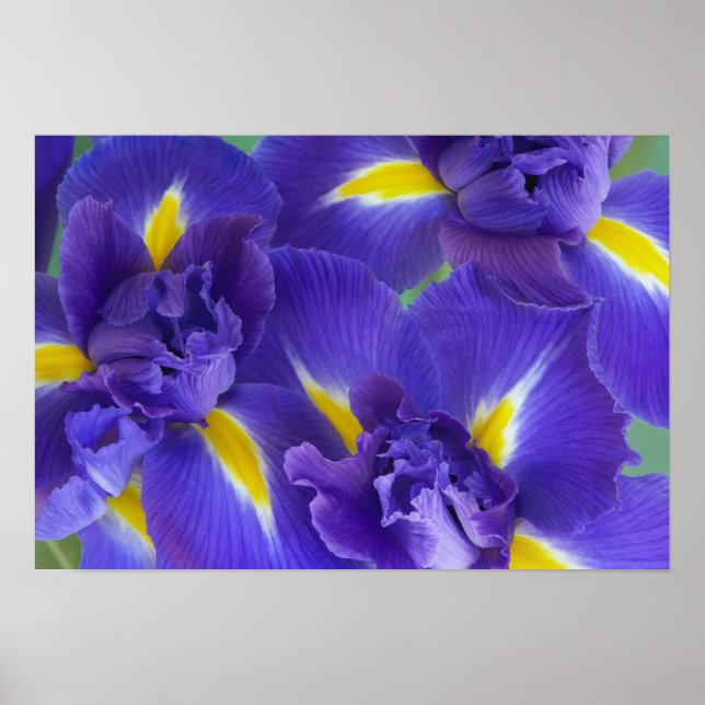Póster Flores de íris (Frente)
