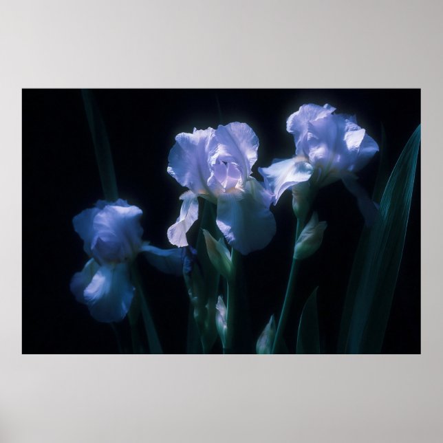 Poster Flores de Íris ao Crepúsculo (Frente)