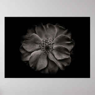 Poster Flores de Jardim em Preto e Branco Nº 84