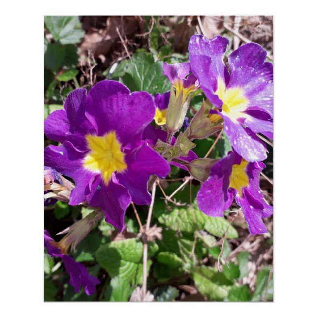 Póster Flores de jardim roxas (Frente)