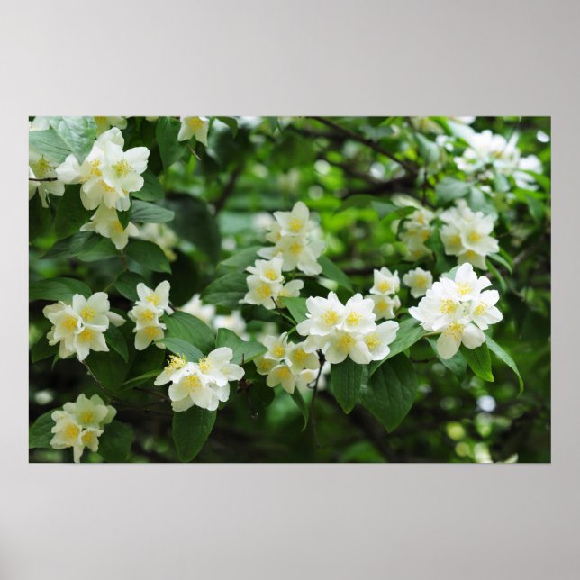 Póster Flores de jasmim no jardim (Frente)
