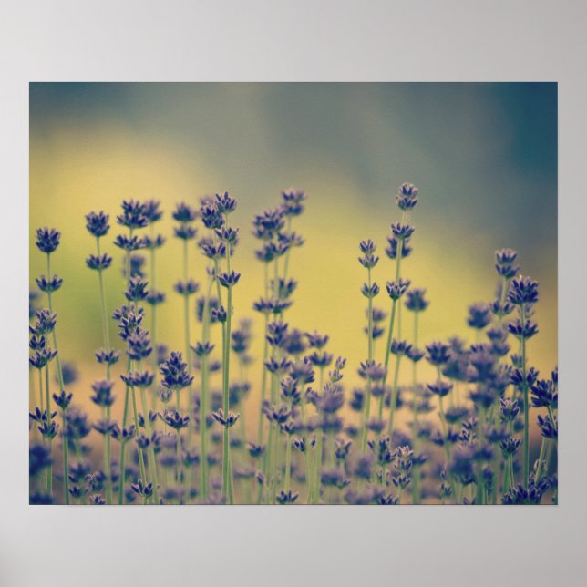 Poster Flores de lavanda (Frente)