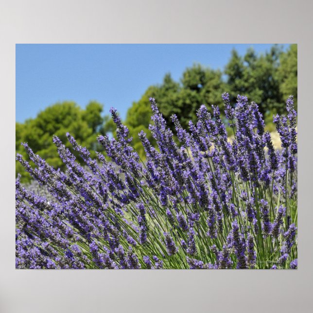 Póster Flores de lavanda em campo no verão, Provença (Frente)