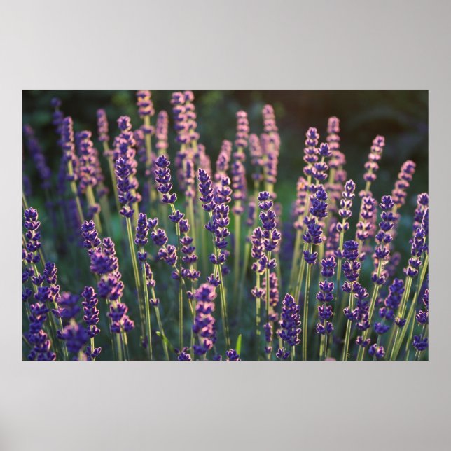 Poster Flores de Lavanda Luminosas Belas (Frente)