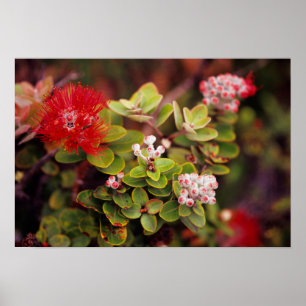 Póster Flores de Lehua no Parque Nacional dos Vulcões do