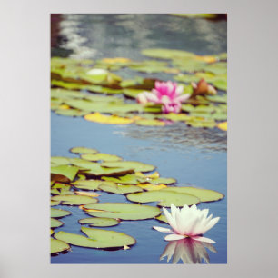Poster Flores de Lilly Pond