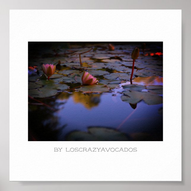 Poster Flores De Lily De Água Rosa Estilizadas Flores De  (Frente)