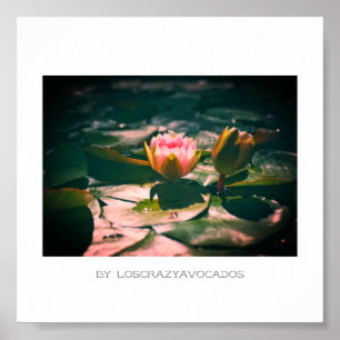 Poster Flores De Lily De Água Rosa Estilizadas Plantas Po