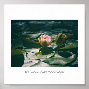 Poster Flores De Lily De Água Rosa Estilizadas Plantas Po
