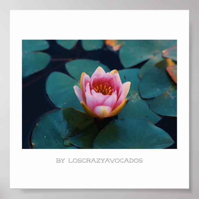 Poster Flores De Lily De Água Rosa Estilizadas Plantas Po (Frente)