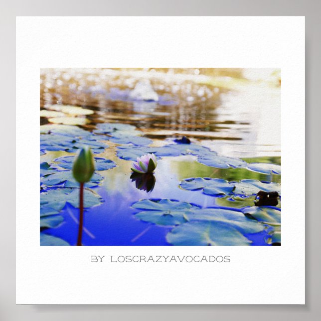Poster Flores De Lily De Água Rosa Estilizadas Plantas Po (Frente)