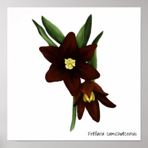 Poster Flores de Lily de Chocolate Ilustradas