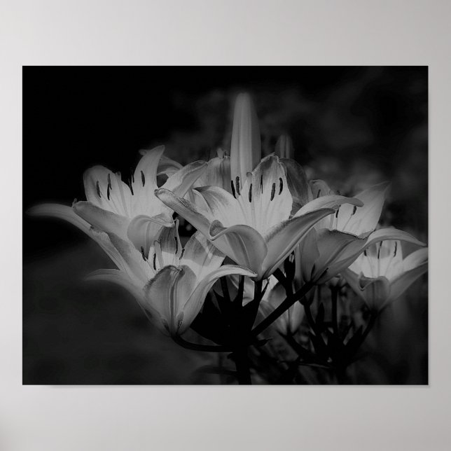 Póster Flores De Lily Em Preto E Branco (Frente)