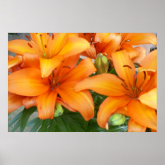 Poster Flores de Lily Laranja
