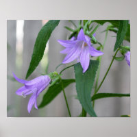 Flores De Lily Roxo Delicadas