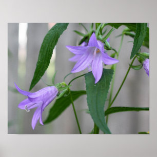 Póster Flores De Lily Roxo Delicadas