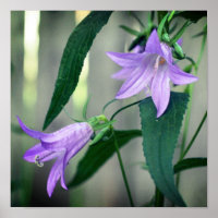 Flores De Lily Roxo Delicadas