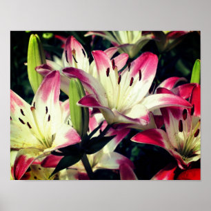 Poster Flores De Lily Vermelhas E Brancas