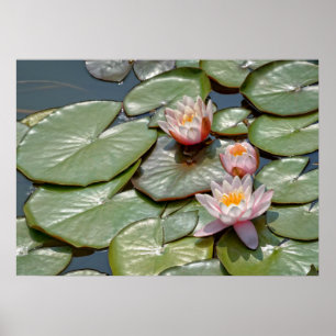 Poster Flores de lótus