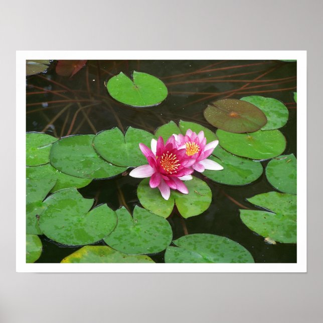Poster Flores de Lotus (Frente)