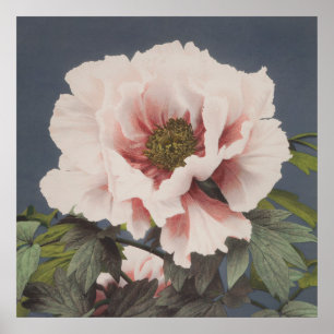 Poster Flores de Lotus por Ogawa Kazumasa (1887-1897)