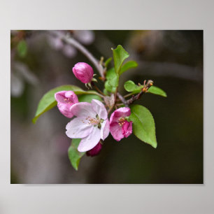 Poster Flores de maçã