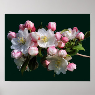 Poster Flores de Maçã da Primavera Alegre