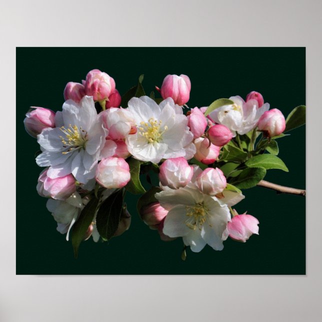 Poster Flores de Maçã da Primavera Alegre  (Frente)