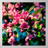 Flores De Maçã De Caranguejo Rosa