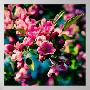 Póster Flores De Maçã De Caranguejo Rosa