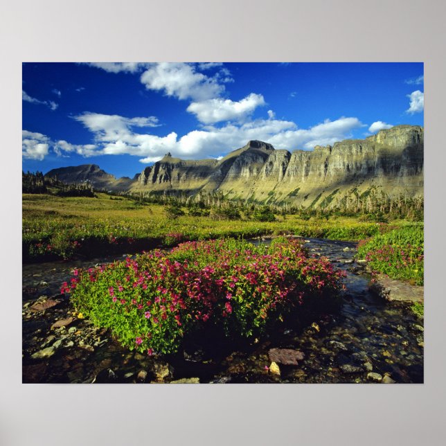 Póster Flores de macaco em Logan Pass no Glacier National (Frente)