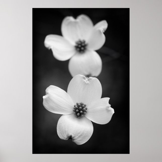 Poster Flores de madeira em preto e branco (Frente)