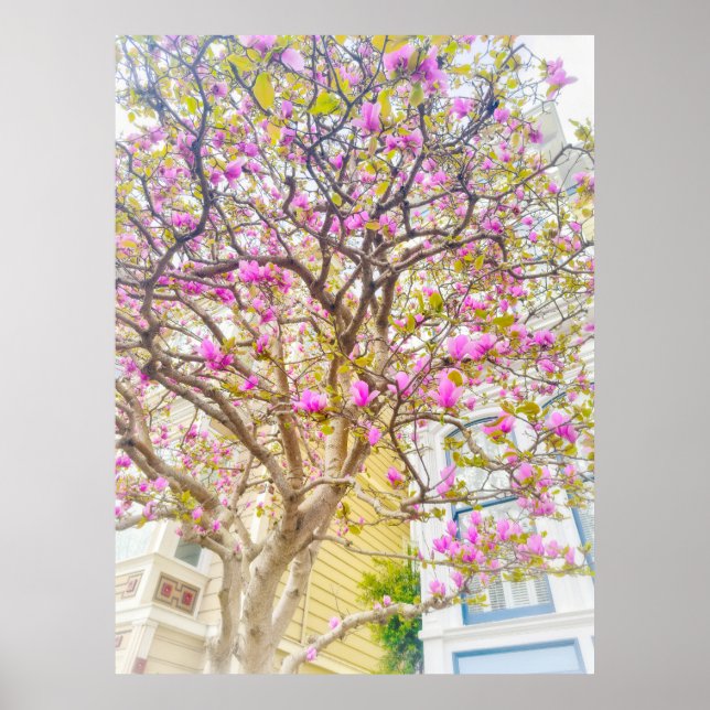 Poster Flores de Magnólia  (Frente)
