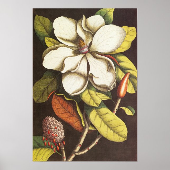 Póster Flores de Magnólia Antiga Planta Com Sementes (Frente)
