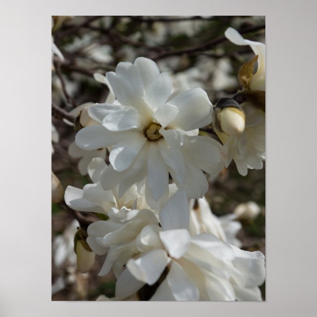 Poster Flores de Magnólia Estrela (Frente)