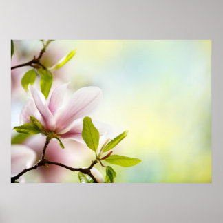Póster Flores de Magolia
