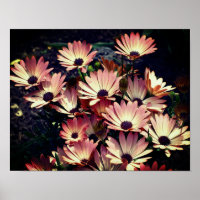 Flores de margarida africanas rosa