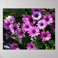 Flores de margarida africanas roxas