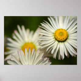 Poster Flores de Margarida Floral Fotografia da Na