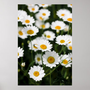 Poster Flores de margarida selvagens se fecham