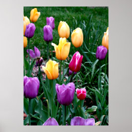 Poster Flores de Mola Tulipas Amarelo Cor-de-rosa Jardim