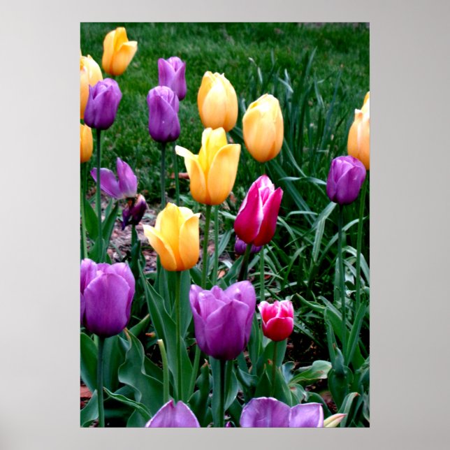 Poster Flores de Mola Tulipas Amarelo Cor-de-rosa Jardim  (Frente)
